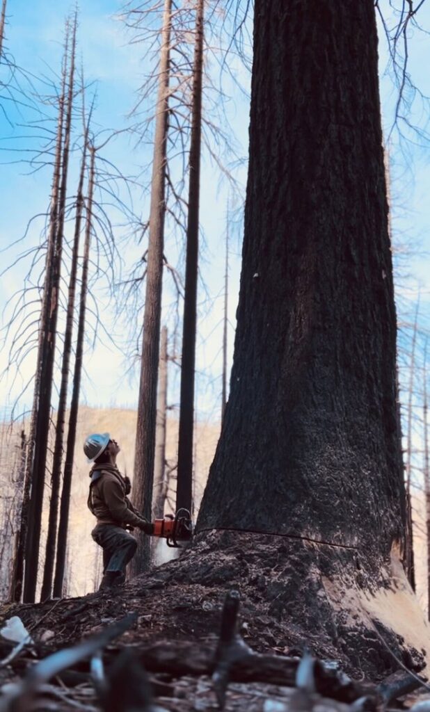 An arborist from Wild Roots Arborist felling a large, dark tree with a chainsaw in a forest of dead trees in Fayetteville, AR.
