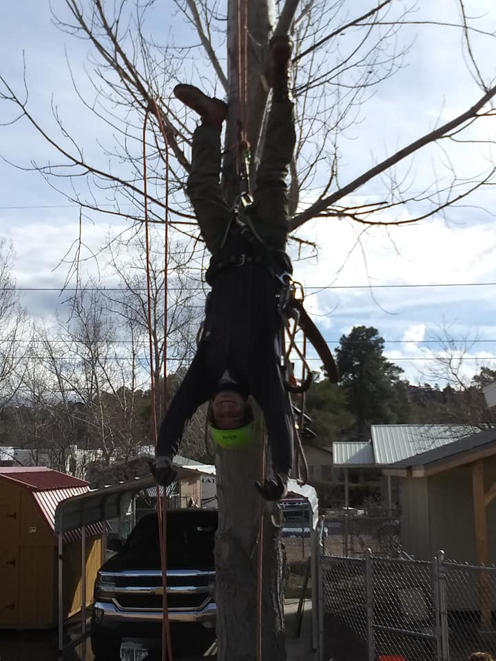 An arborist demonstrating climbing skills while hanging upside down in a tree for Crowning Arborist in Phoenix, AZ.