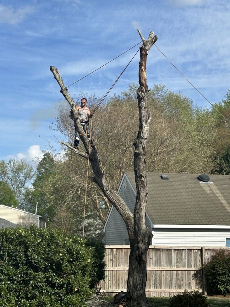An arborist in a safety harness high up in a partially removed tree, performing tree service for Scott Lanes Tree Service in Chesapeake, VA.