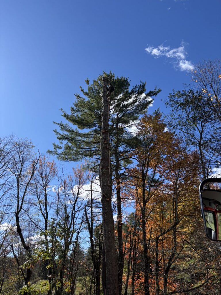 An arborist high in a tall pine tree, performing tree services for Maine Tree Guy LLC in Auburn, ME.