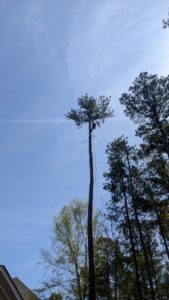 An arborist high up in a very tall pine tree, performing tree removal for Tree & Debris Removal Service in Raleigh, NC.