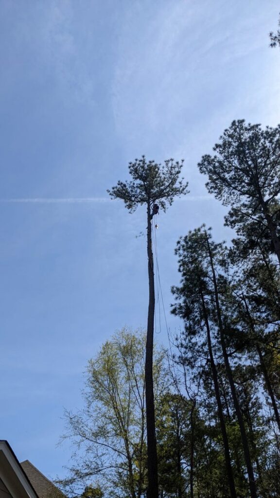 An arborist high up in a very tall pine tree, performing tree removal for Tree & Debris Removal Service in Raleigh, NC.