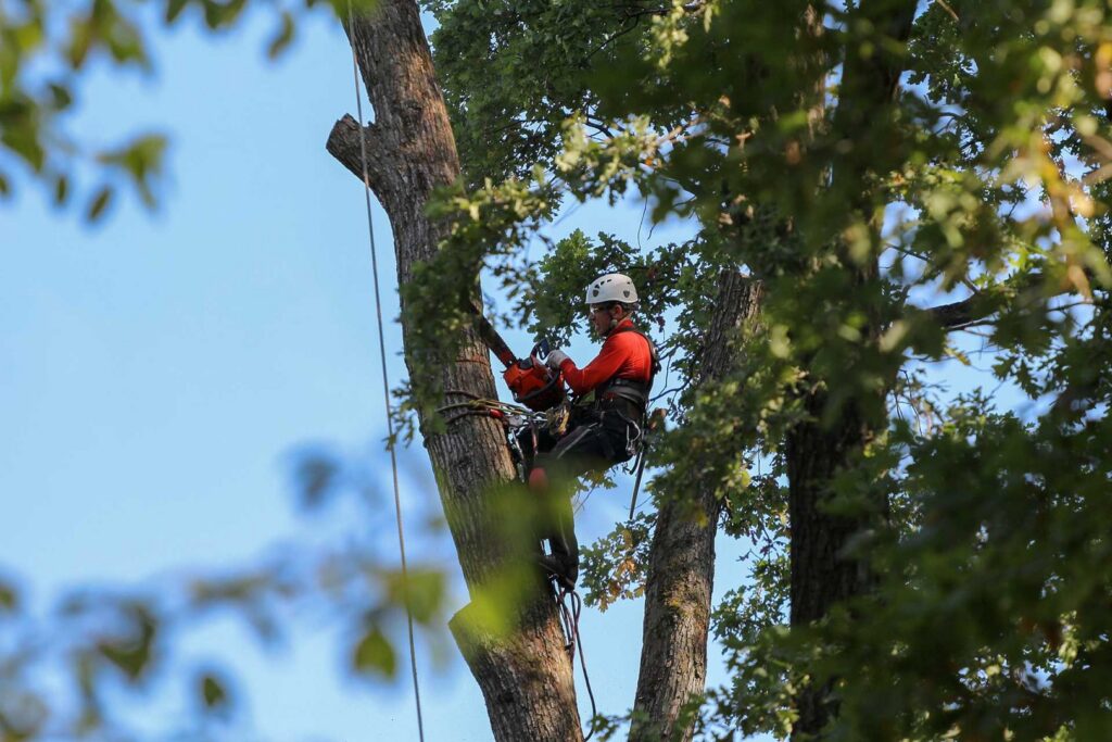 An arborist high in a tree with a chainsaw, performing tree trimming for All Wood's Tree Service in Ogden, UT.