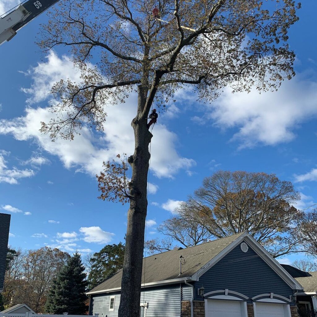 An arborist high in a tall tree, performing crane-assisted tree removal for Toms River Tree Service, LLC in Toms River, NJ.