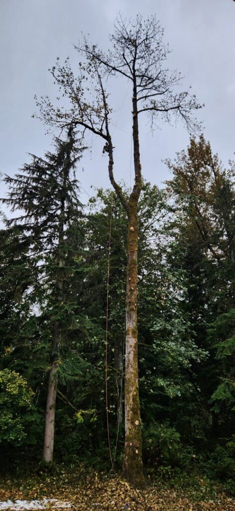 An arborist high in a tree performing tree removal services for David Marrs Trees in Ellensburg, WA.