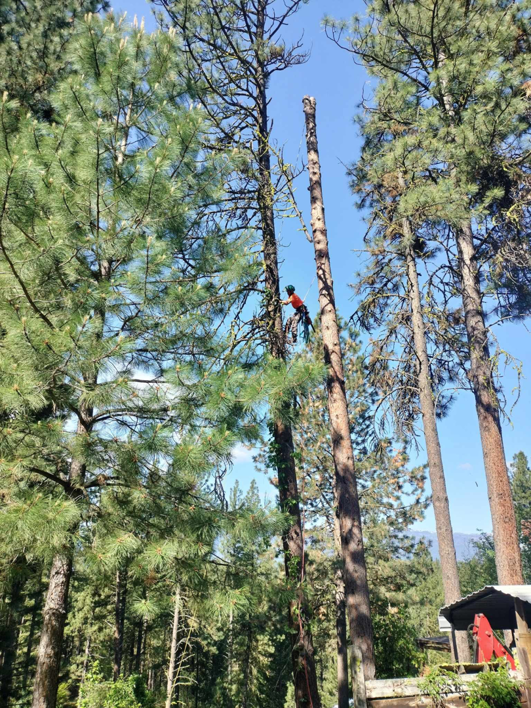 An arborist high in a tall pine tree, actively engaged in tree removal or pruning for JPH Tree Service LLC in Boise, ID.