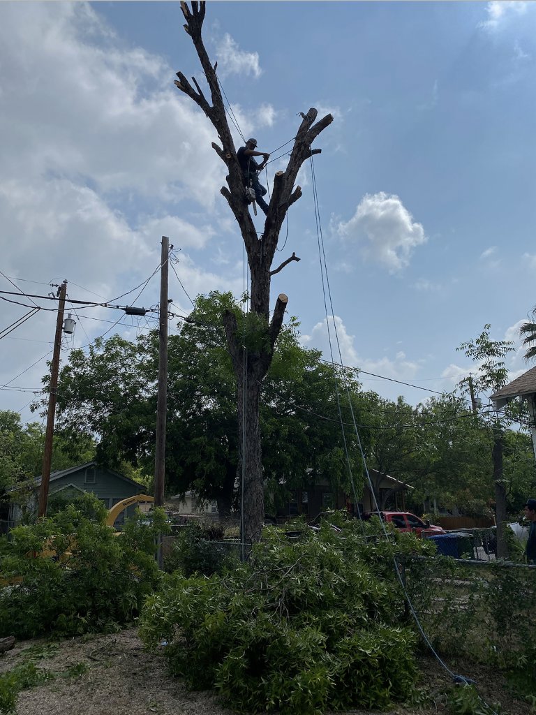 An arborist high in a partially removed tree, secured with ropes, performing tree service for Luna's Tree Service in San Antonio, TX.