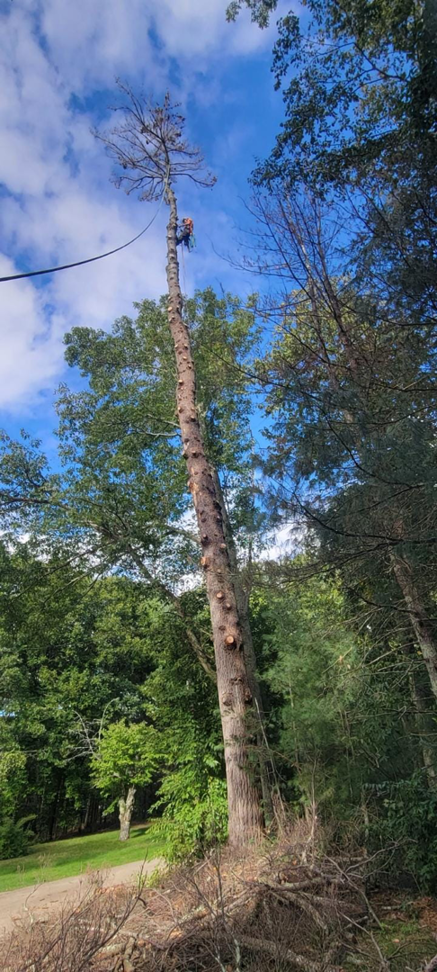 An arborist high in a tall, de-limbed tree performing tree removal services for Randy Walker's Arborist Page in Cumberland Hill, RI.