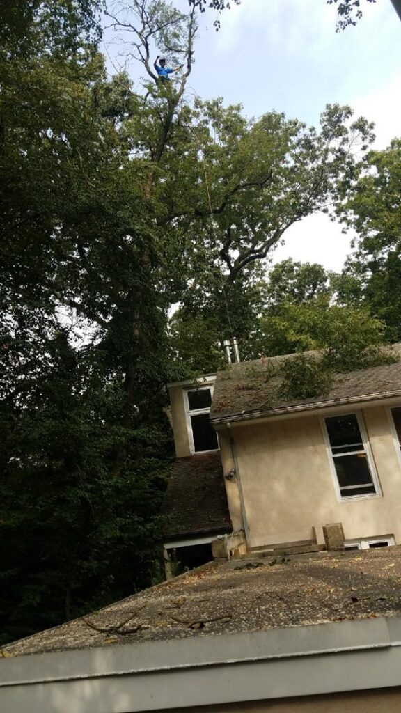 An arborist high in a tall, leafy tree performing rigging work for Shechtman Tree Care in Philadelphia, PA.