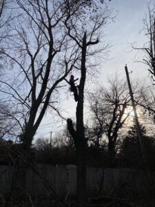 A tree service professional silhouetted against the sky, high in a tree with climbing ropes, performing tree work in Austin, TX by Ozark of Austin.