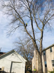 An arborist from Danny's Tree Service high in a tall tree performing trimming services in Kansas City, KS.