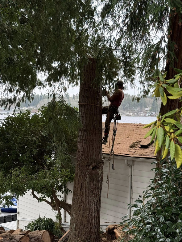 An arborist high in a tree with a chainsaw, harnessed for safety, performing tree service for Snohomish Tree Company LLC in Everett, WA.