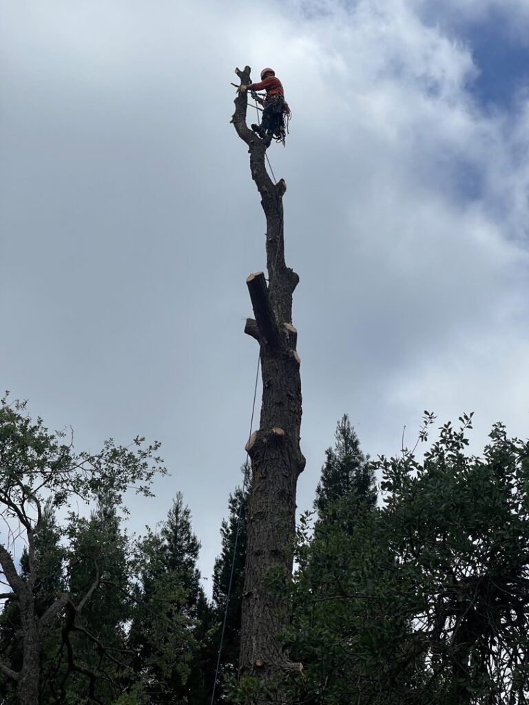 An arborist in safety gear high on a tall tree trunk, performing precise tree removal services for Nexus Tree Solution's in Sacramento, CA