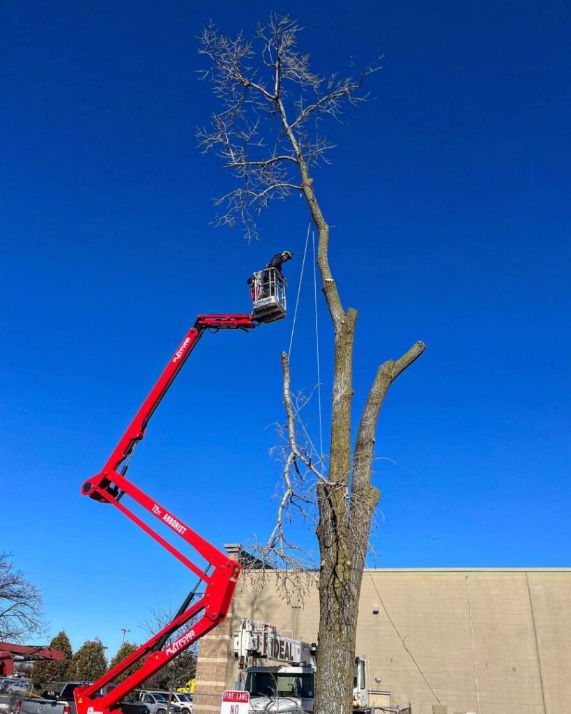 An arborist in an aerial lift basket carefully removing branches from a tall, bare tree for Lake Forest Tree Service LLC in Milwaukee, WI.