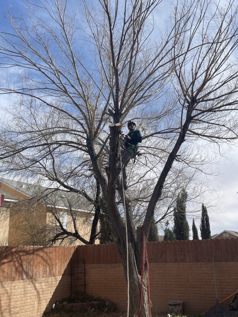An arborist in a harness, high in a bare tree, performing trimming services for South West Tree Service in Las Cruces, NM.