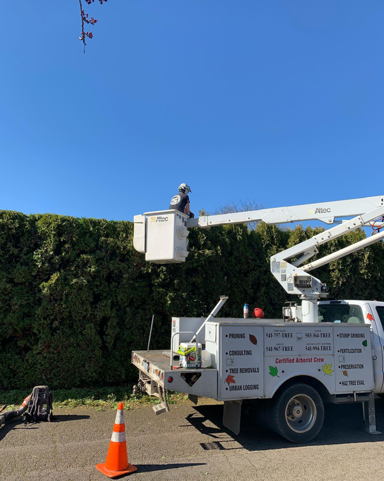 An arborist in a boom lift bucket pruning a tall hedge, showcasing tree service work by Buena Vista Arbor Care Co., Inc. in Corvallis, OR
