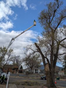 An arborist in a bucket lift pruning a damaged tree branch for Front Range Arborists in Colorado Springs, CO.