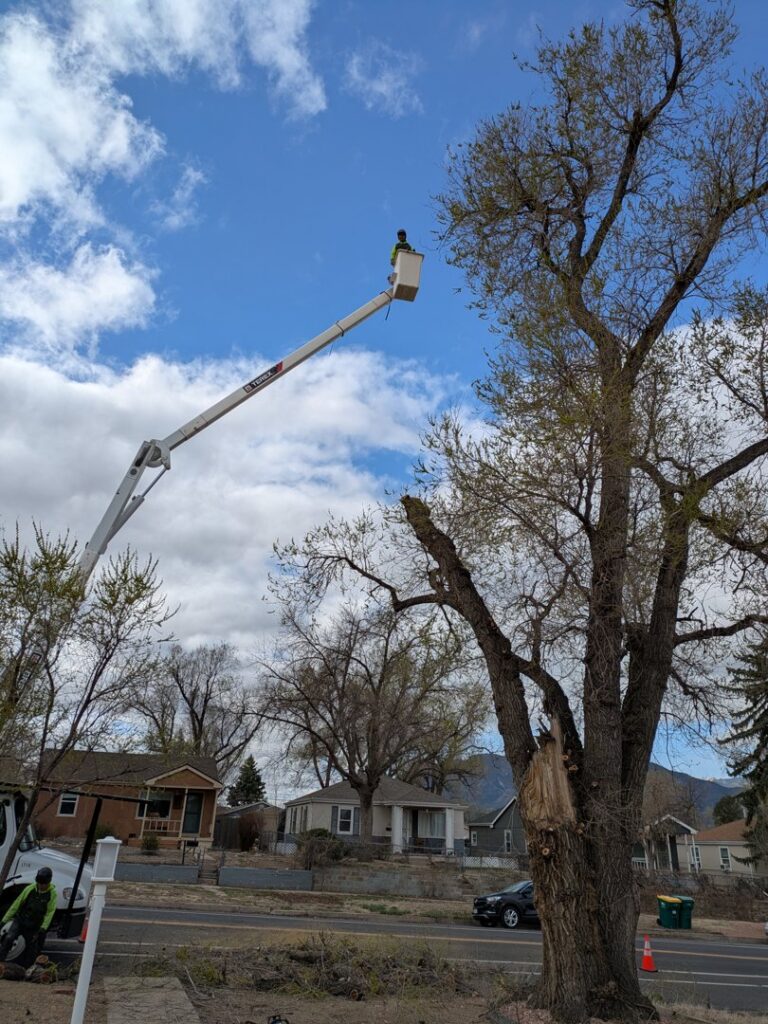 An arborist in a bucket lift pruning a damaged tree branch for Front Range Arborists in Colorado Springs, CO.
