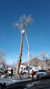 An arborist in a bucket lift performing tree removal or pruning for Front Range Arborists in Colorado Springs, CO.