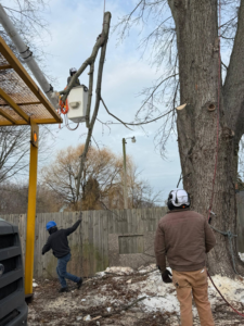 An arborist in a bucket lift performing tree trimming services for Robert Tree Service LLC in Cleveland, OH.