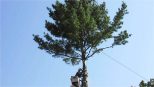 An arborist in a bucket lift trimming a tall pine tree for Top Tree Service Newark in Newark, NJ.