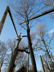 An arborist in a bucket lift trimming a tall tree with a crane by Clyde's Tree Service in Indianapolis, IN.