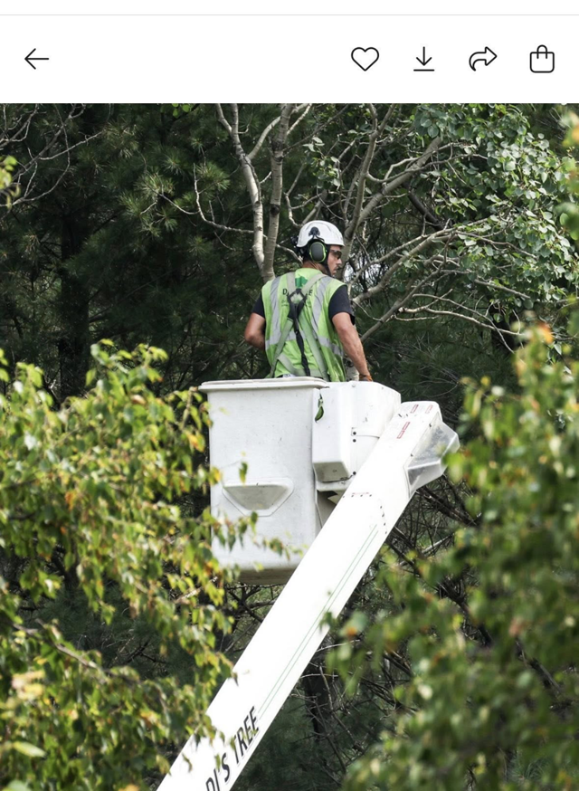 An arborist in a bucket lift, wearing safety gear, trimming branches high up in a tree for DJ's Tree Service in Colchester, VT.