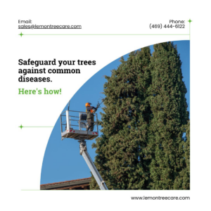 An arborist from Lemon Tree Service using a bucket lift to trim a tall tree in Irving, TX.