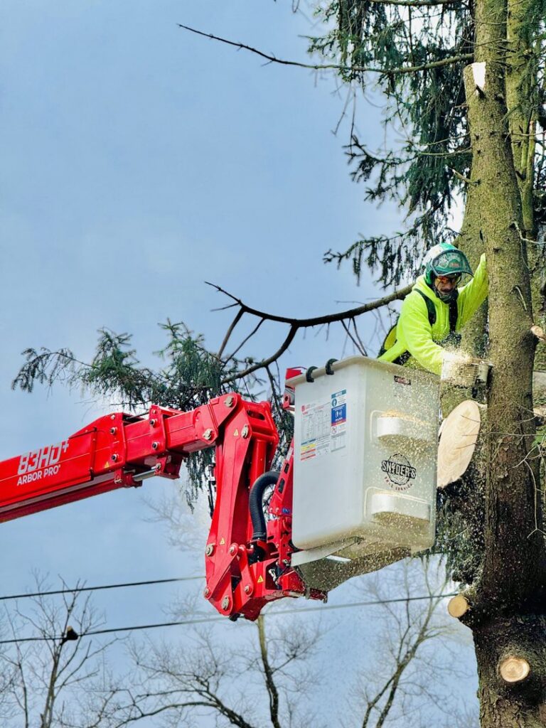 An arborist in a Snyder's Tree Service LLC bucket lift trimming a tall evergreen tree in Fort Wayne, IN.