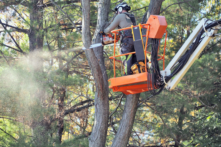 An arborist in a bucket lift trimming a tall tree with a chainsaw for Trustfall Tree Service, LLC in De Pere, WI.