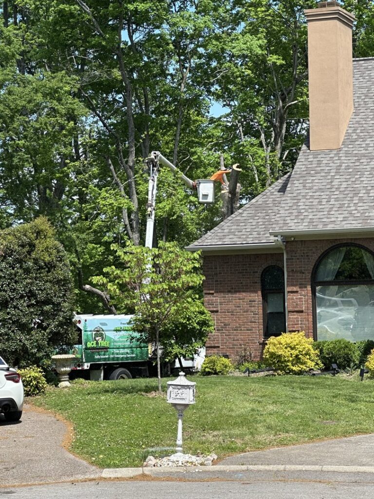 An arborist in a bucket lift trimming a tree near a residential home for Ace Tree Chopper in Nashville, TN.