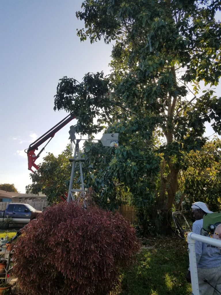 An arborist in a bucket lift performing tree trimming services for Big Ron's Tree Service in Miami, FL.