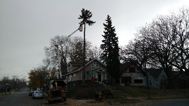 An arborist in a bucket truck removing a tall tree next to a residential home, a service provided by K.M.C Lawn & Tree service in Peoria, IL.