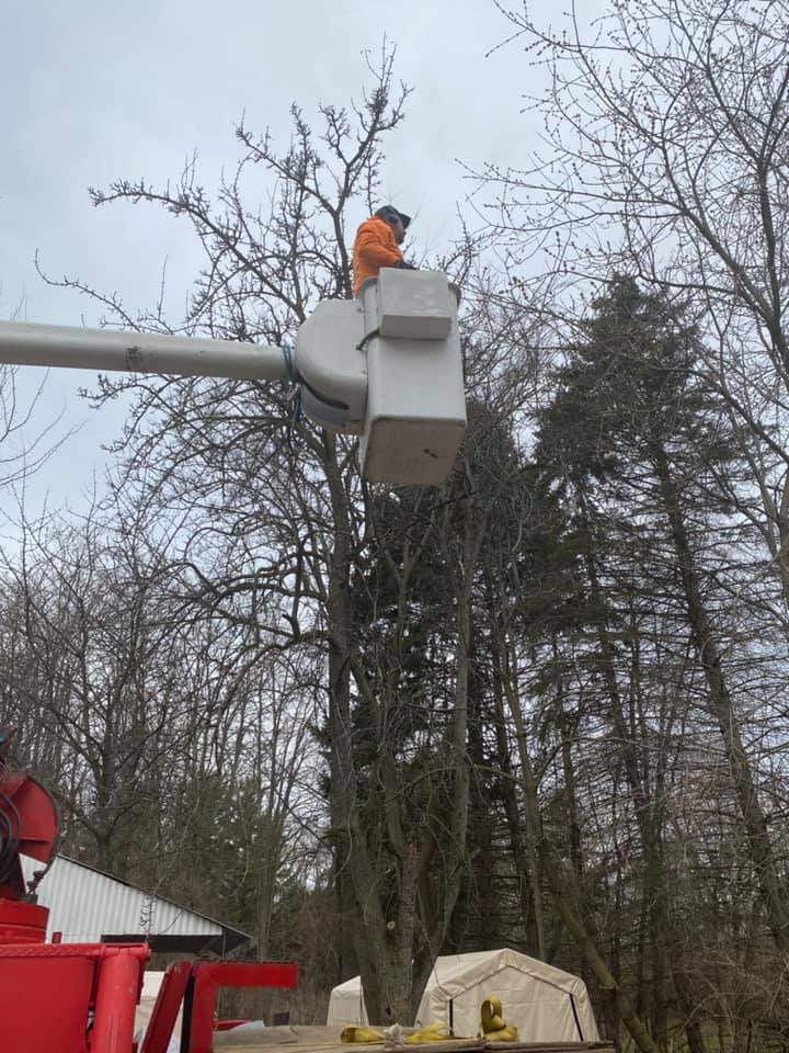 An arborist in a bucket truck elevated to trim a tree, providing expert tree service by Stick Chasers Tree Service in Racine, WI.