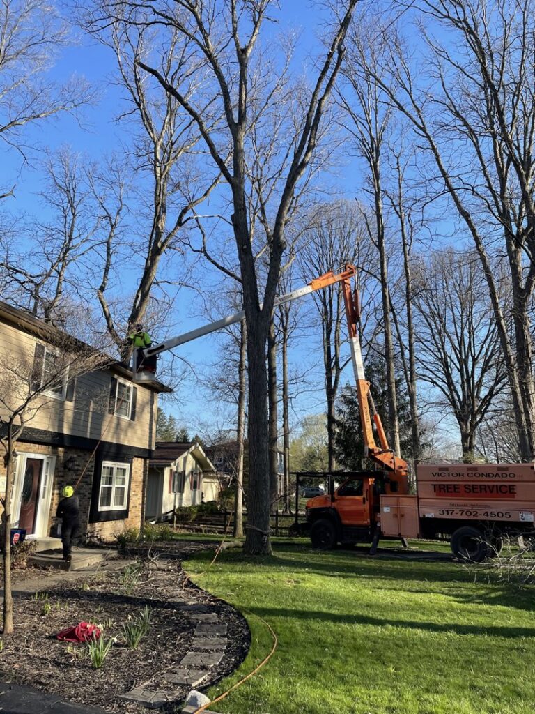 An arborist in a bucket truck trimming a tall tree next to a residential home by Condados Tree Service LLC in Indianapolis, IN.