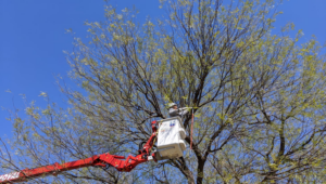 An arborist in a bucket truck trimming branches from a large tree for Crowning Arborist in Phoenix, AZ.