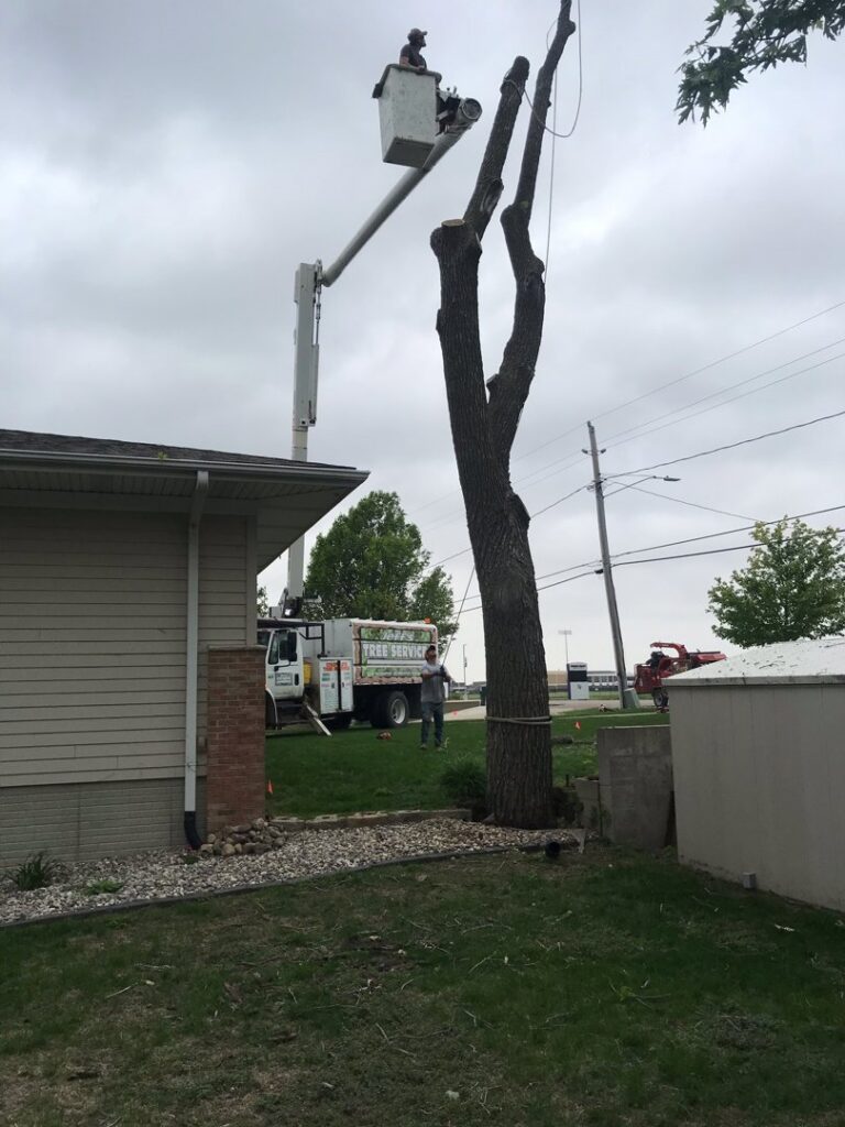 An arborist from Jeff's Tree Service in a bucket truck carefully trimming a tall tree in Sioux City, IA.
