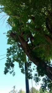 An arborist working high in a leafy tree, performing professional tree services for Arbor Services in Fort Myers, FL