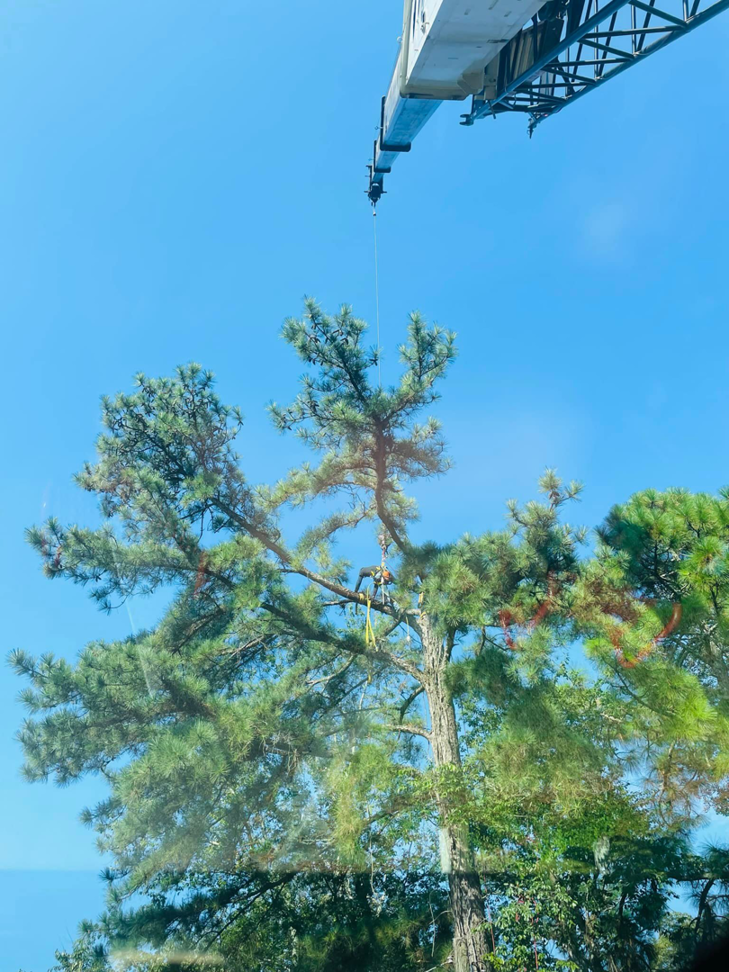 An arborist working high in a pine tree, secured with ropes and supported by a crane, for Infinity Tree Service in Augusta, GA.