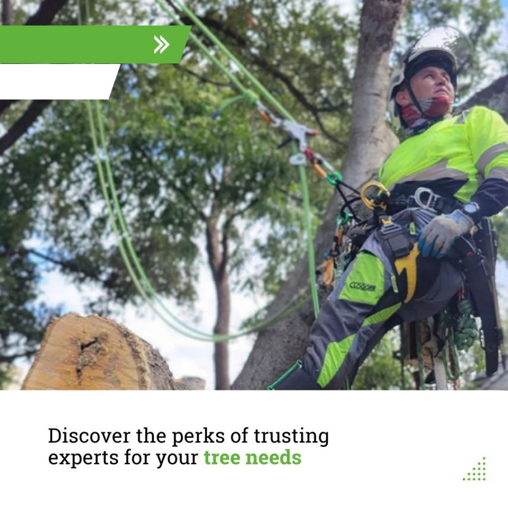 An arborist from Lemon Tree Service in full safety gear and harness working on a tree in Irving, TX.