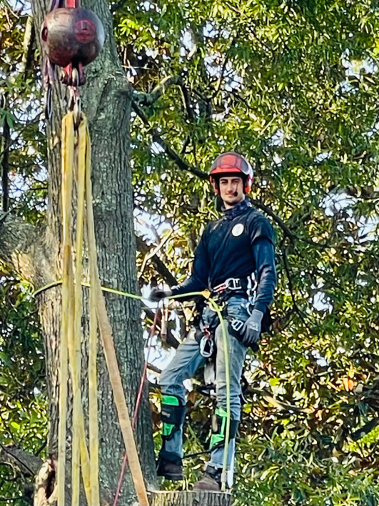 A professional arborist in full safety gear, including helmet and harness, standing on a tree trunk for Infinity Tree Service in Augusta, GA.