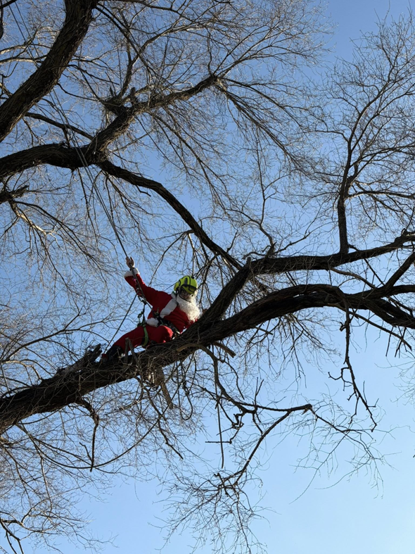 An arborist in a Santa suit, wearing a helmet and harness, climbing a tree for Woody's Tree Service in York, PA.