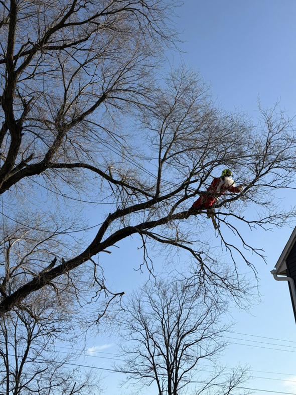 An arborist in a Santa suit working on a large tree near a residential house, provided by Woody's Tree Service in York, PA.