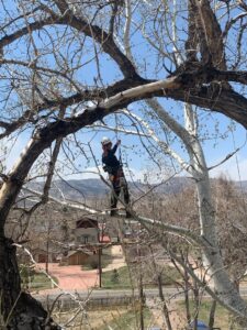 An arborist high in a tree, actively trimming branches for Parkview Tree Service in Sheridan, WY.