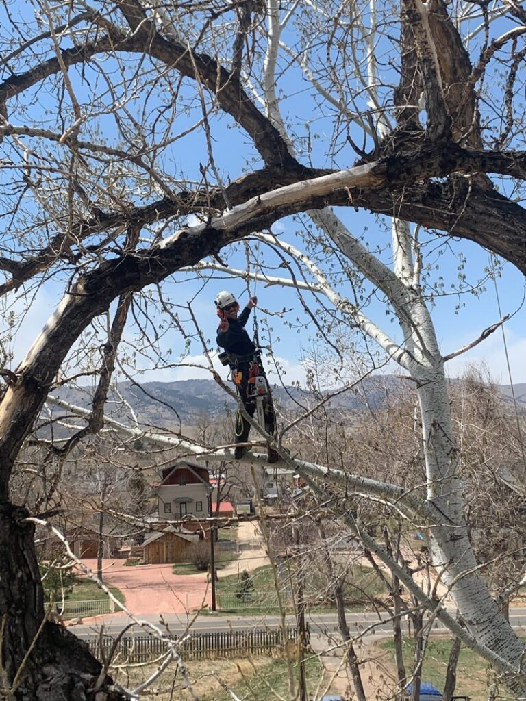 An arborist high in a tree, actively trimming branches for Parkview Tree Service in Sheridan, WY.