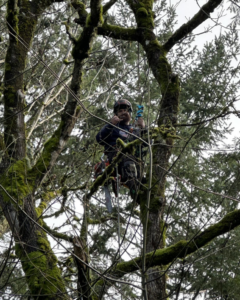 An arborist from Jake's Tree Service in a mossy tree, equipped with a chainsaw, giving a thumbs up in Everett, WA.