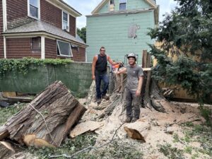 A close-up of an arborist in a tree wearing a helmet with a communication device for Maine Tree Guy LLC in Auburn, ME.