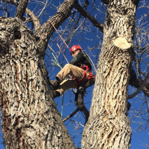 An arborist in a tree wearing a safety harness, performing tree service for Weatherby's Tree Service in Little Rock, AR.