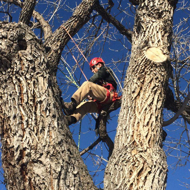 An arborist in a tree wearing a safety harness, performing tree service for Weatherby's Tree Service in Little Rock, AR.