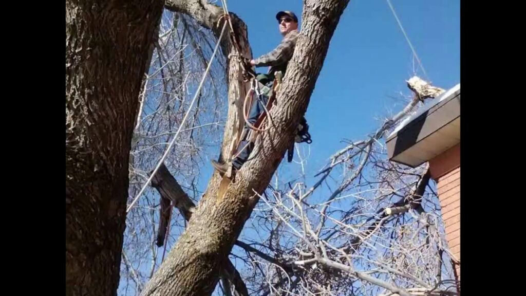 An arborist secured with ropes high in a tree, performing tree service work for Arbor Services in Fort Myers, FL